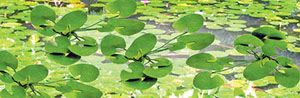 95537 (HO) ハスの葉 HOスケール (12本セット) (Gardening Plants - Lily Pads 3/4`` Width, 12/pk) (鉄道模型)