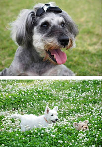 Dog Photo (Book) (Art Book)