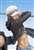 フィギュアーツZERO モンキー・D・ルフィ＆トラファルガー・ロー -5th Anniversary Edition- (完成品) 商品画像6