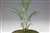 植物キットシリーズNo.2 アレカヤシ・茎セット (ドール) その他の画像1
