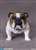 Animal Series – British Bulldog(アニマルシリーズ ブリティッシュ ブルドッグ) AS002B (ドール) 商品画像1