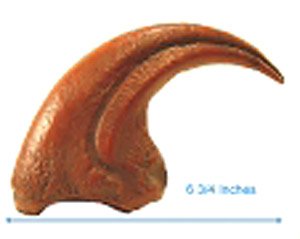 アロサウルスのかぎ爪 (17.15cm) (プラモデル)