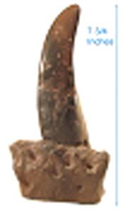 ティラノサウルスの牙 (19.7cm) (プラモデル)