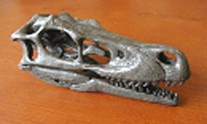 ヴェロキラプターの頭蓋骨 (21.6cm) (プラモデル)
