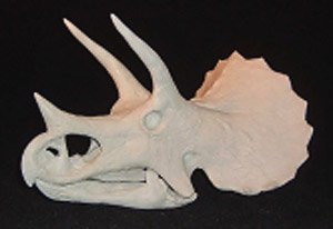 トリケラトプスの頭蓋骨 (33cm) (プラモデル)