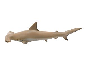 Scalloped Hammerhead Vinyl Model (Animal Figure)