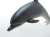 Bottlenose Dolphin Vinyl Model (Animal Figure) Item picture2