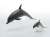 Bottlenose Dolphin Vinyl Model (Animal Figure) Item picture3