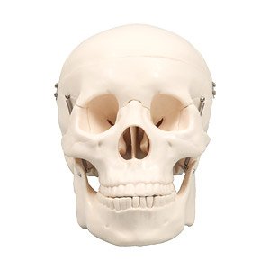 頭蓋骨模型 (教材)
