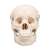 頭蓋骨模型 (教材) 商品画像1
