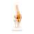 Knee Joint Model (Educational) Item picture1