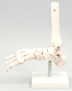 足関節模型 (教材)