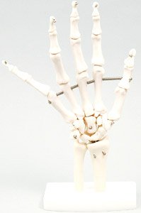 手関節模型 (教材)