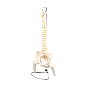 Spine Model  with Thighbone (Educational)