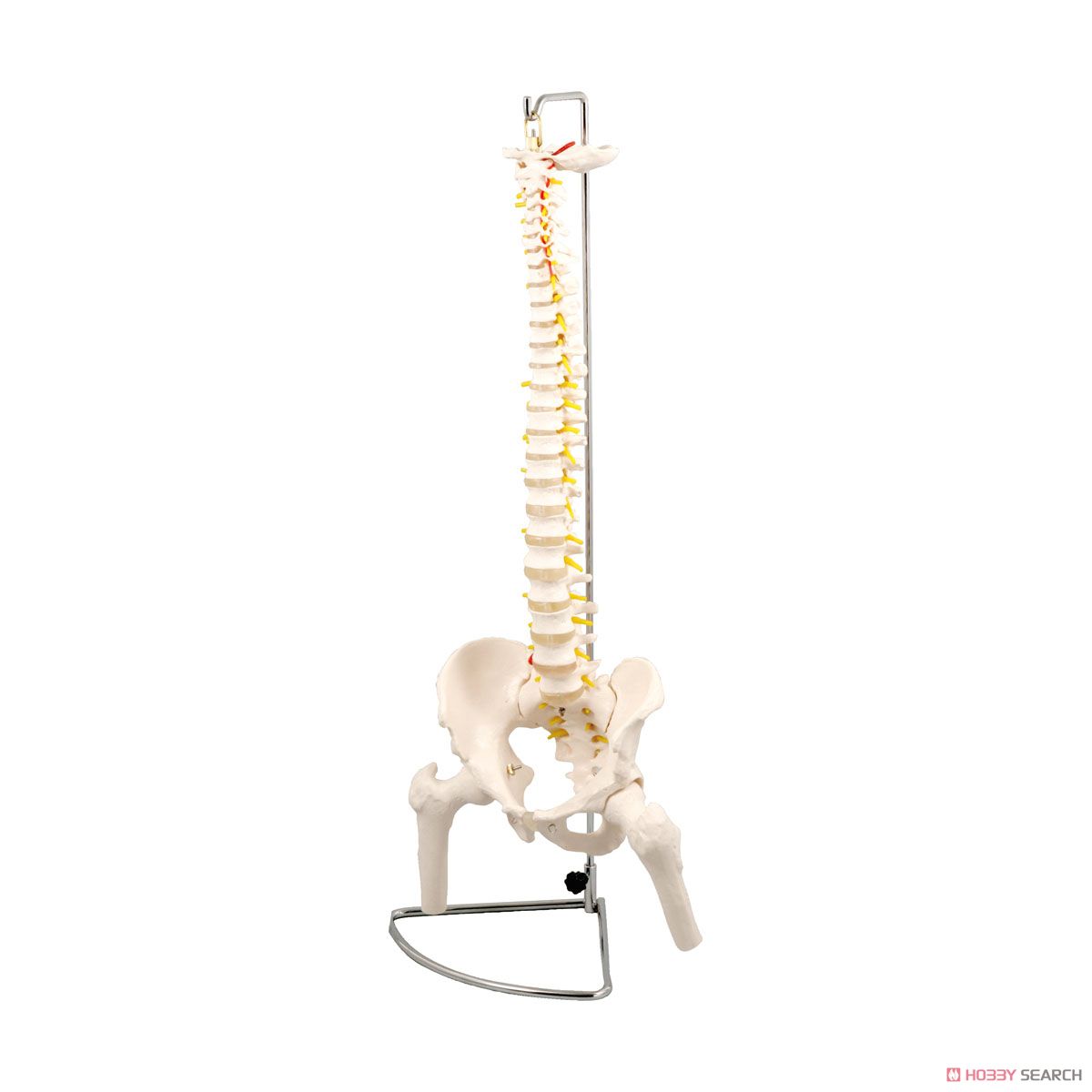 Spine Model  with Thighbone (Educational) Item picture1