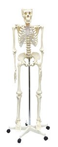人体骨格模型 160cm (教材)