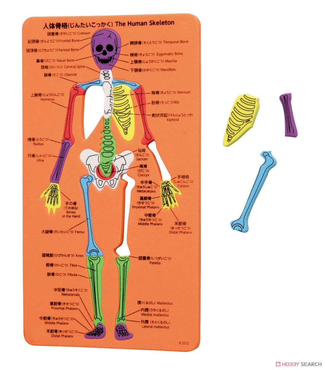 EVA人体骨格パズル (教材) 商品画像3