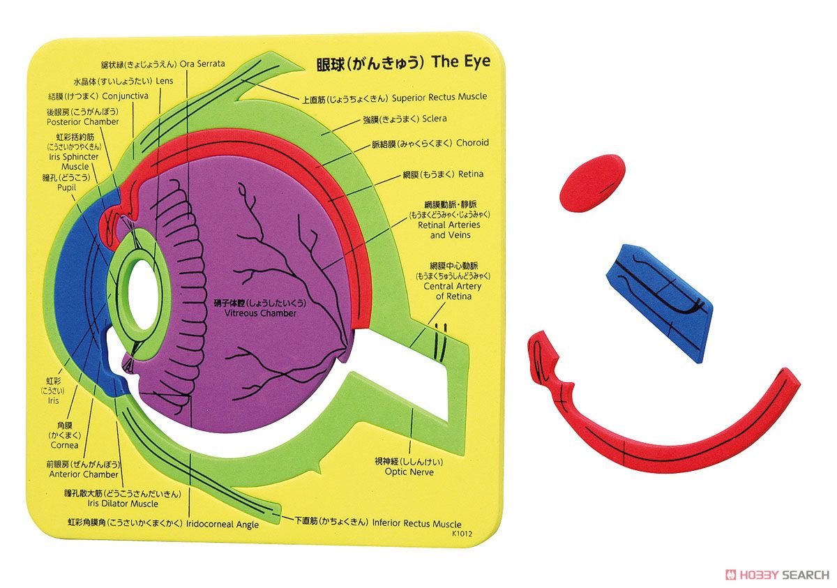 EVA Puzzle (Eyeball) (Educational) Item picture2