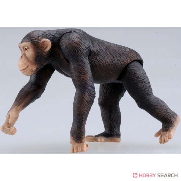 アニア AS-14 チンパンジー (動物フィギュア) 商品画像2