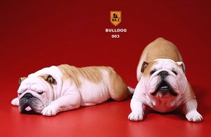 Mr.Z 1/6 Bulldog Playfull Set Yellow & White (Fashion Doll)