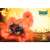 ポケットモンスター サン&ムーン 150ピースミニパズル 「ダイナミックフレイム」 (ジグソーパズル) 商品画像1