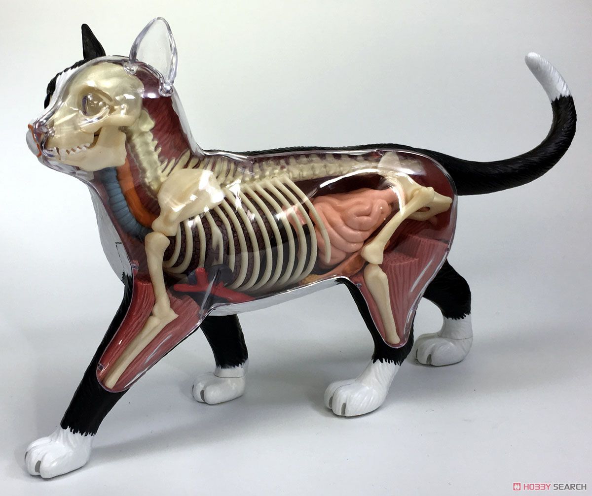 Cat Anatomy Model Black/White (Plastic model) Item picture2