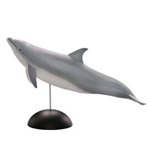 #1-001 Common bottlenose dolphin (Completed)
