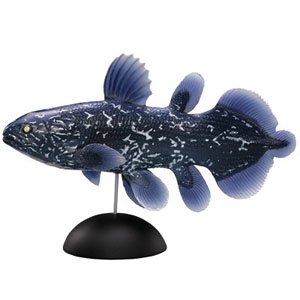 #1-002 Coelacanth (fry) (Completed)