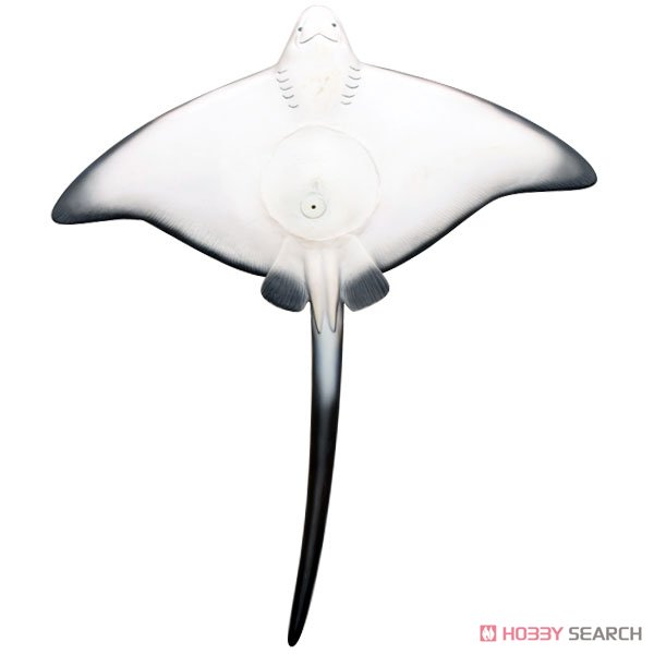 Ocean Spotted Eagle Ray Vinyl Model (Animal Figure) Item picture6