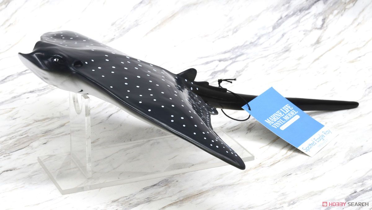 Ocean Spotted Eagle Ray Vinyl Model (Animal Figure) Item picture7
