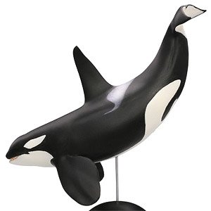 #2-001 Killer whale (Completed)