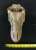 ティラノサウルスの頭蓋骨 (プラモデル) その他の画像3