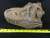 ティラノサウルスの頭蓋骨 (プラモデル) その他の画像1