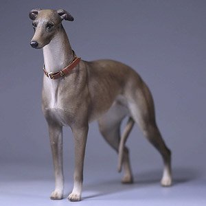 Mr.Z 1/6 Greyhound 004 (Fashion Doll)
