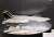 「エリア88」F-14A トムキャット `ミッキー・サイモン` (プラモデル) その他の画像3