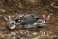 RF-12 Wilbernine:RE (Plastic model) 商品画像13 Thumbnail