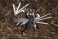 RF-12 Wilbernine:RE (Plastic model) 商品画像3 Thumbnail