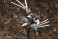 RF-12 Wilbernine:RE (Plastic model) 商品画像5 Thumbnail