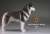 Mr.z 1/6 Siberian Husky 005 (Fashion Doll) Item picture3