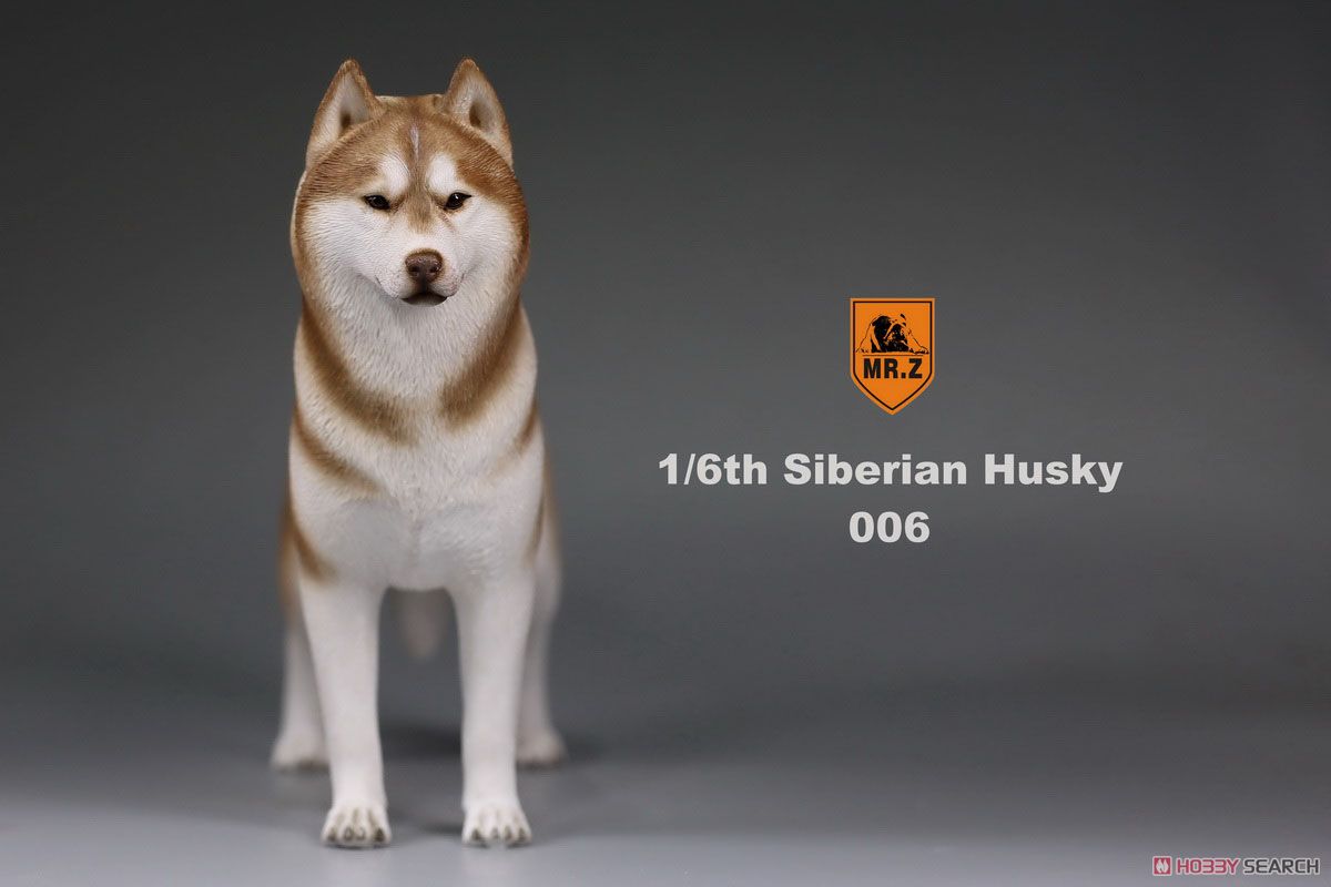 Mr.z 1/6 Siberian Husky 006 (Fashion Doll) Item picture10