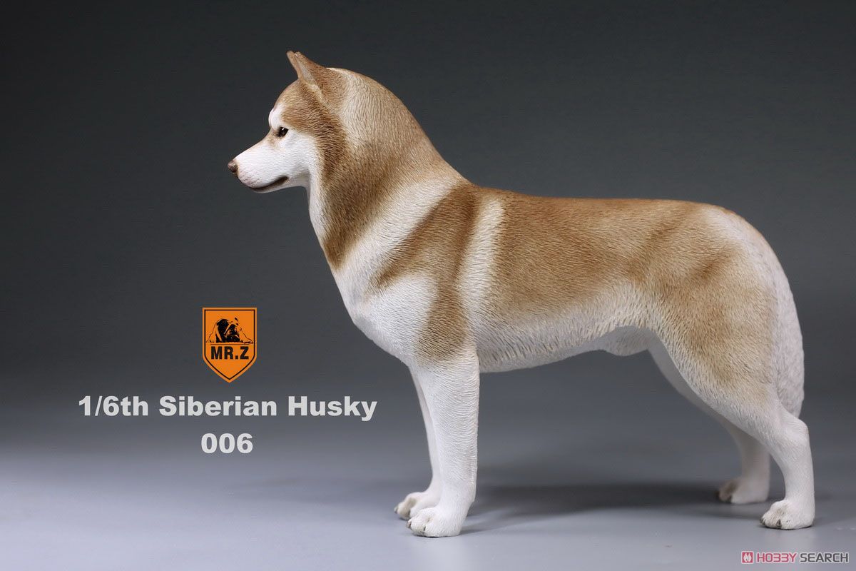 Mr.z 1/6 Siberian Husky 006 (Fashion Doll) Item picture4