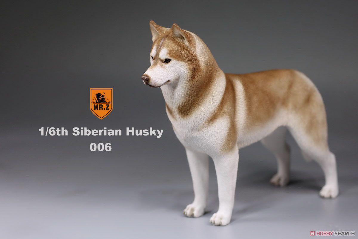 Mr.z 1/6 Siberian Husky 006 (Fashion Doll) Item picture5