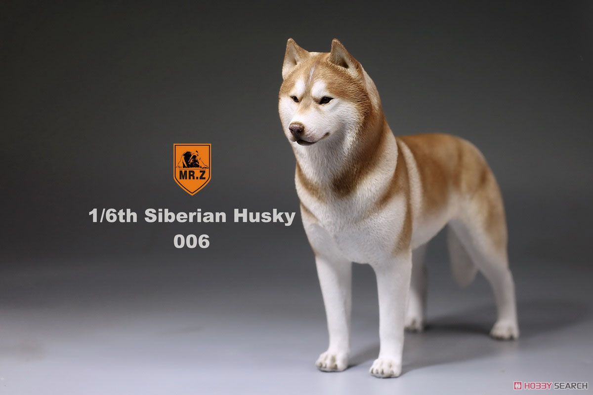 Mr.z 1/6 Siberian Husky 006 (Fashion Doll) Item picture7