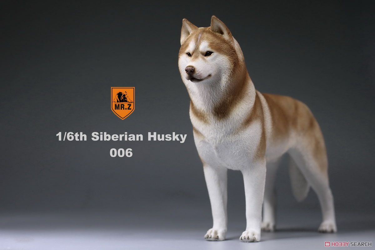 Mr.z 1/6 Siberian Husky 006 (Fashion Doll) Item picture8