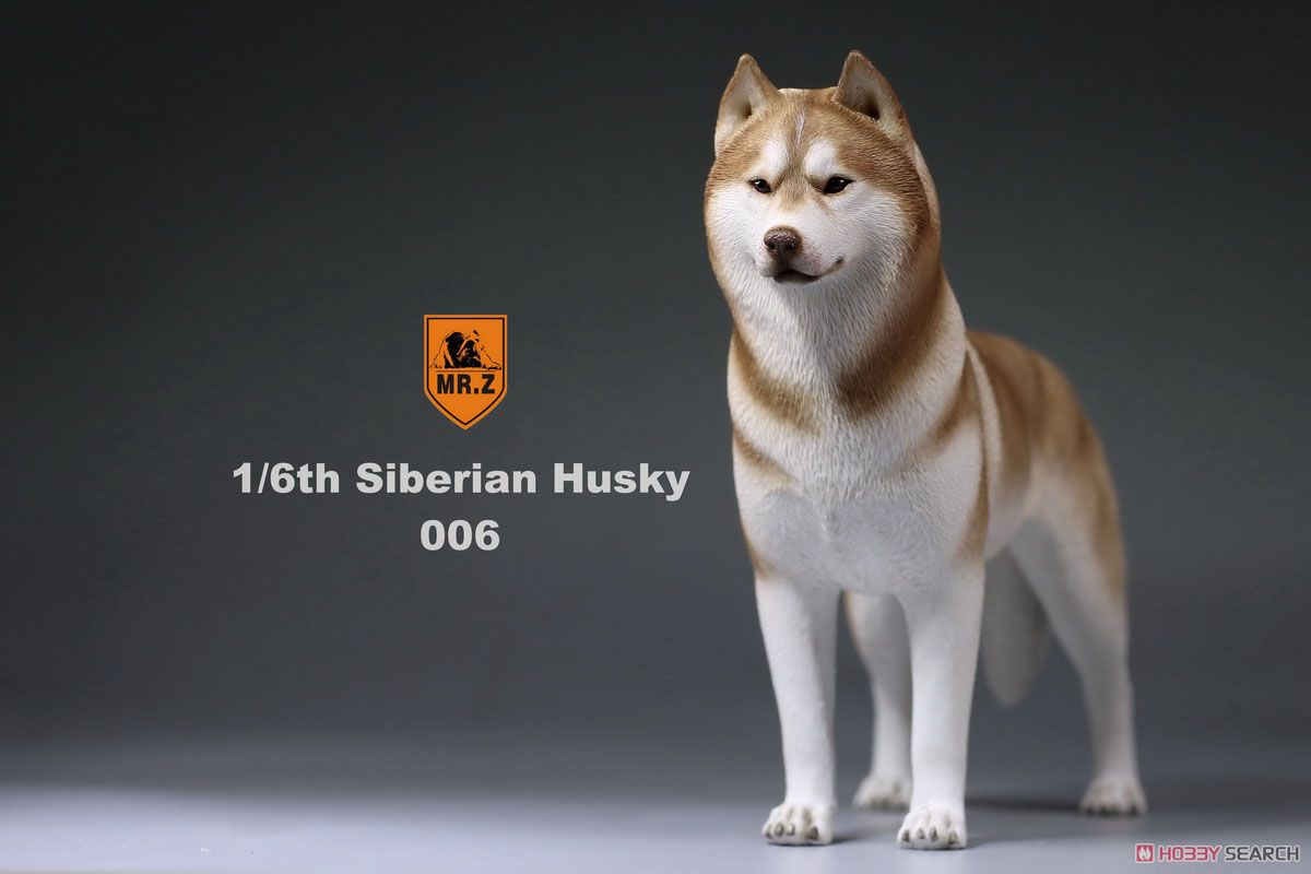 Mr.z 1/6 Siberian Husky 006 (Fashion Doll) Item picture9