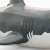 Great White Shark Vinyl Model Premium Edition (Animal Figure) Item picture7