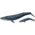アニア AL-11 シロナガスクジラ親子 (動物フィギュア) 商品画像1