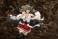 Kantai Collection Haruna (PVC Figure) 商品画像10 Thumbnail