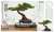 The Bonsai Plastic Model Kit -Two- w/Etching Pruning Scissors (Plastic model) Other picture1