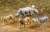CapsuleQ Museum Wild Rush True World Animal Journal I -Africa Savanna- (Set of 12) (Animal Figure) Other picture1